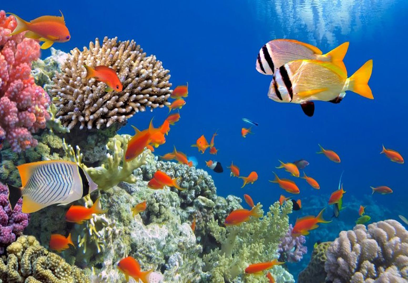 Sharm El Sheikh - Kızıldeniz